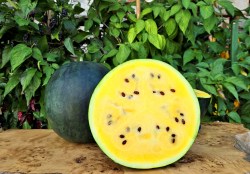 watermelon yellow emperor1